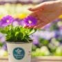 Petunia – Ray Classic Blue – 4.5″ Pot